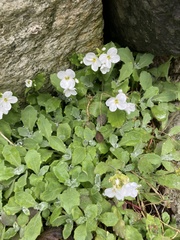 Arabis caucasica