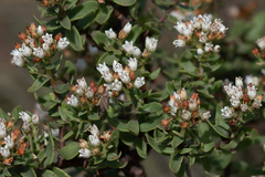 Crassula sarcocaulis