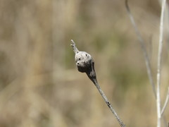 Neolasioptera lathami