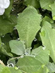 Arabis caucasica