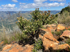 Crassula sarcocaulis