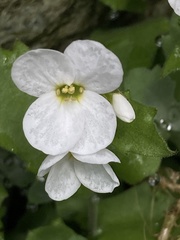 Arabis caucasica