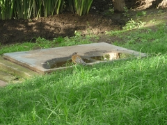 Turdus rufopalliatus