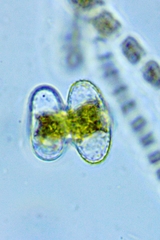 Staurastrum lapponicum