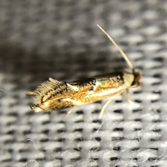 Philonome clemensella