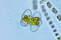 Staurastrum lapponicum