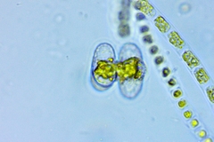 Staurastrum lapponicum