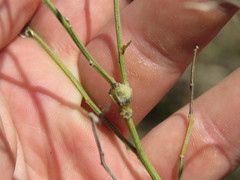 Neolasioptera lathami