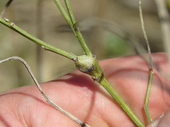 Neolasioptera lathami