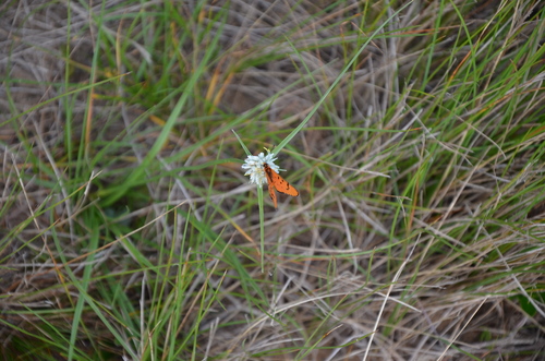 Light-red Acraea