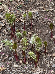 Levisticum officinale
