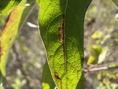 Bucculatrix plucheae