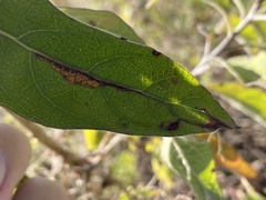 Bucculatrix plucheae