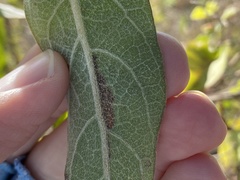 Bucculatrix plucheae