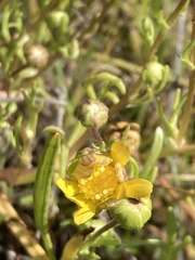 Blennosperma bakeri