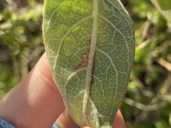 Bucculatrix plucheae