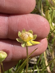 Blennosperma bakeri
