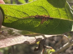 Bucculatrix plucheae