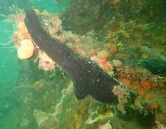 Phallusia fumigata