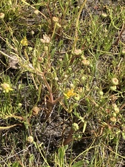 Blennosperma bakeri