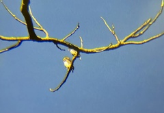 Glaucidium griseiceps