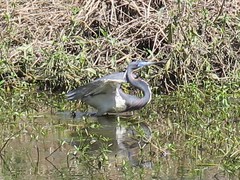 Egretta tricolor image