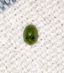 Cassida hemisphaerica