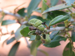 Gyropsylla ilecis