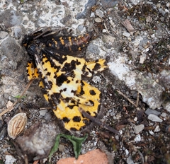 Eurranthis plummistaria