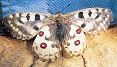 Parnassius nomion
