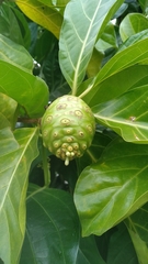 Morinda citrifolia