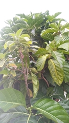 Morinda citrifolia