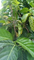 Morinda citrifolia