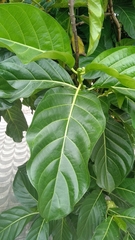 Morinda citrifolia