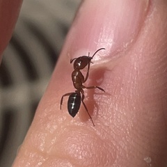 Camponotus essigi