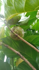Morinda citrifolia