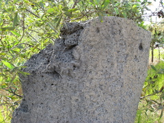 Amitermes meridionalis