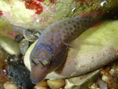 Lepadogaster lepadogaster