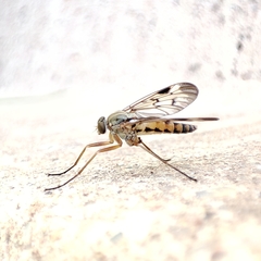 Rhagio atlanticus