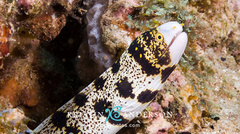 Starry Moray photo 2