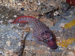 Lepadogaster purpurea