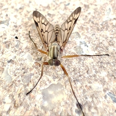 Rhagio atlanticus