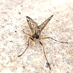 Rhagio atlanticus