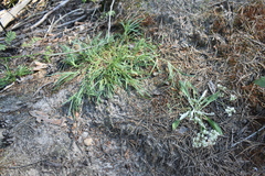 Gypsophila fastigiata