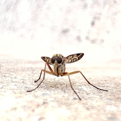 Rhagio atlanticus