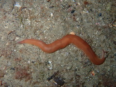 Nipponnemertes pulcher
