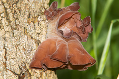 Auricularia auricula-judae