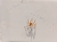 Zoropsis spinimana