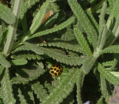 Harmonia axyridis