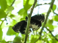 Cycloglypha thrasibulus